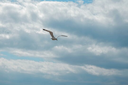 seagull in flight