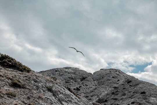 seagull in the mountains