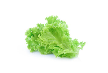 lettuce salad leaves isolated on white background