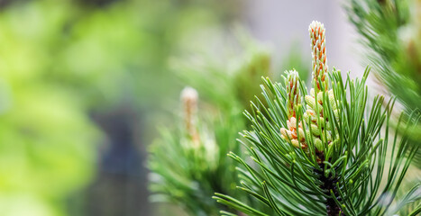 Pine branch with young shoots in spring. Natural background