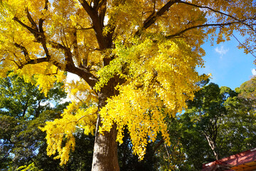 Ginkgo at Hiratsuka Hachimangu in Kanagawa, Japan