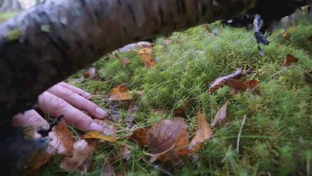 The hand strokes the grass. clip. Man strokes grass and weeds with one hand. In the forest, near a fallen tree, a hand moves over the grass and leaves