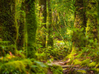 雨上がりの苔むす森_01