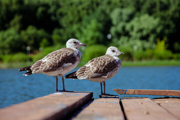 seagulls on the pier