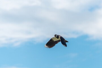 European Northern Lapwing or Green Plover, Vanellus vanellus, in flight.