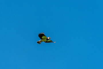 European Northern Lapwing or Green Plover, Vanellus vanellus, in flight.