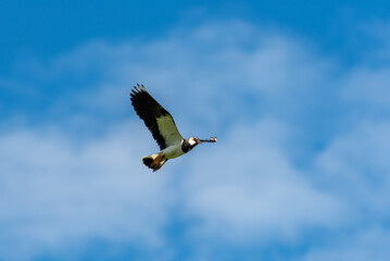 European Northern Lapwing or Green Plover, Vanellus vanellus, in flight.