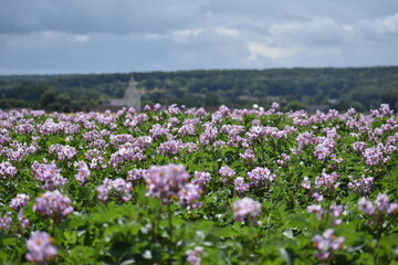 Champ de pommes de terre à Polincove