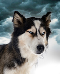 siberian husky in studio