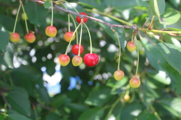 a new harvest of fresh cherry berries on a tree