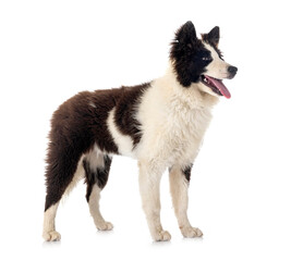 young Yakutian Laika