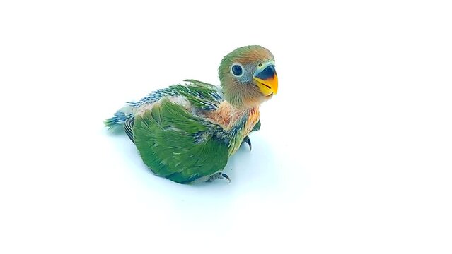 baby parrot on isolated white background
