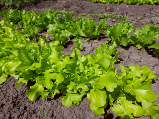 Green lettuce in the garden, agriculture, farming, growing food.
