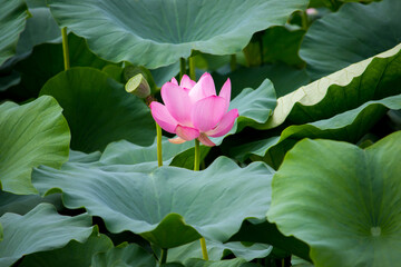 Pink lotus flower and green lotus leaves.	