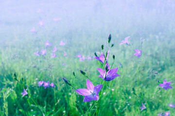 Blooming violet Siberian bellflowers on a very unfocused green background, selective focus.