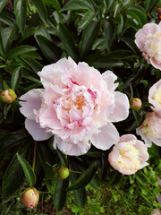 Peony white-pink flower closeup in the garden for postcard, calendar, florist shop, wall art.