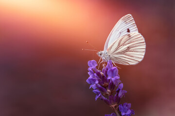 biały motyl na kwiatku lawendy o zachodzie słońca - obrazy, fototapety, plakaty