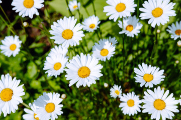 daisies on a background of greenery. summer natural background