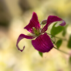 Closeup of a flower of Clematis 'Madame Julia Correvon' in a sunlit garden in summer