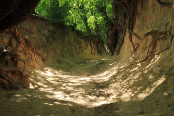 Wąwóz Korzeniowy Dół w Kazimierzu Dolnym © Marcin