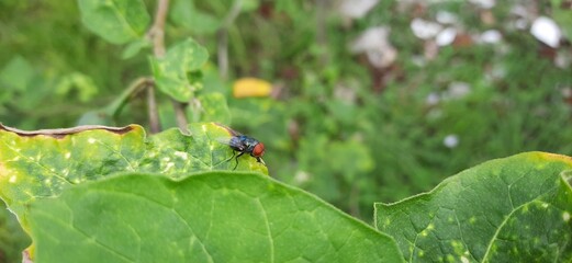 flies on the leaves