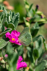 butterfly on flower