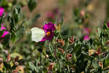 butterfly on a flower