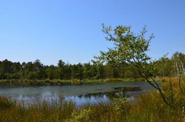 Moorlandschaft - Pietzmoor in der Lüneburg Heide bei Schneverdingen im Sommer