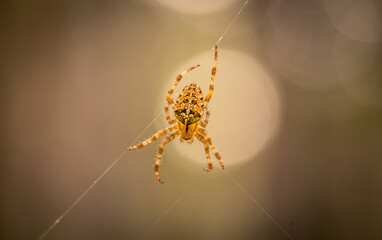 Cross spider on its web in the forest in the ray of light