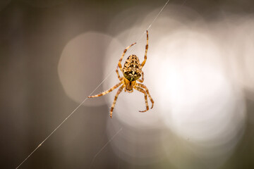 Cross spider on its web in the forest in the ray of light