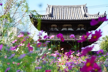 般若寺　コスモス　奈良