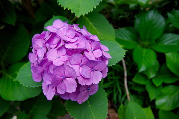 街中に咲くピンク色の紫陽花の美しさ　梅雨の季節