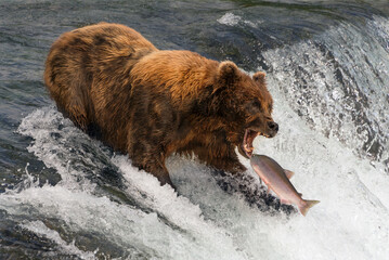 Bear about to catch salmon in mouth