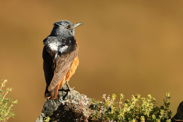 roquero rojo en la sierra en primavera