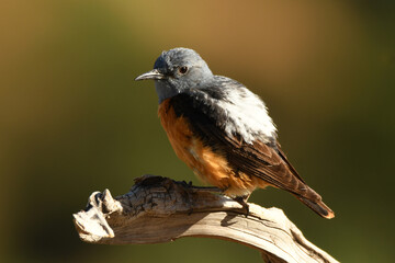 un roquero rojo en la sierra de gredos