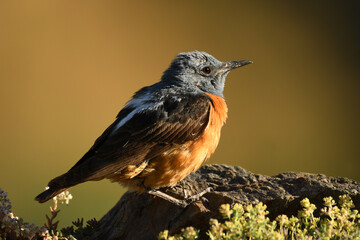 roquero rojo en la sierra en primavera