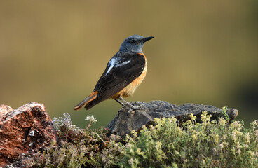 roquero rojo en la sierra en primavera