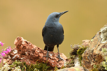 roquero solitario en la montaña en primavera