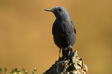 roquero solitario en la montaña en primavera