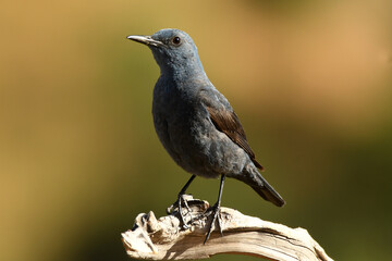 roquero solitario en la montaña en primavera