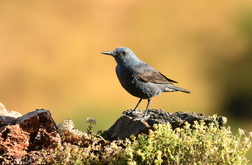 roquero solitario en la monta&ntilde;a en primavera