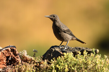 roquero solitario en la montaña en primavera