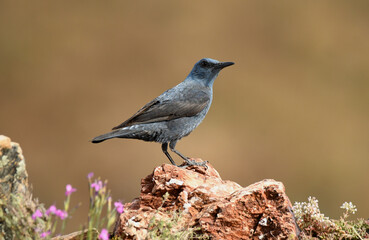 roquero solitario en la montaña en primavera