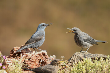 Obraz premium roquero solitario en la montaña en primavera