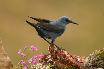 roquero solitario en la montaña en primavera