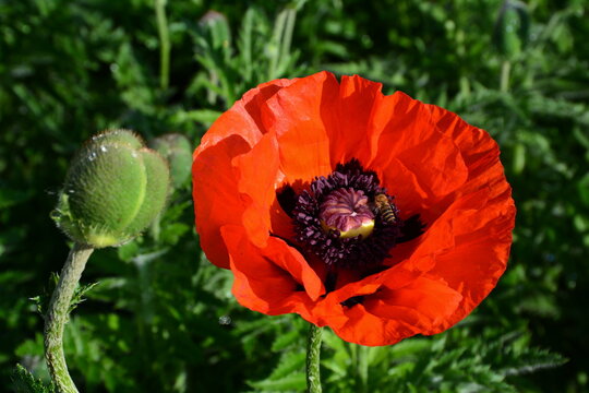 Red poppy flower in the bright sunlight