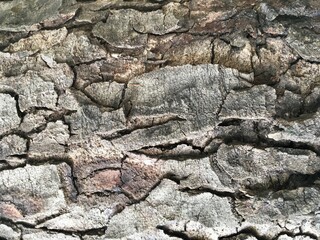 Bark wood natural texture 