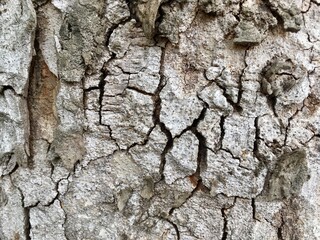 bark of a tree texture 