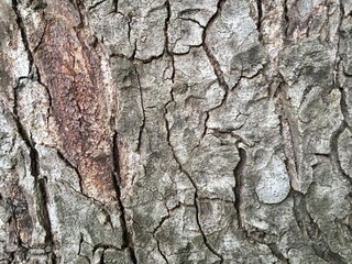 bark of a tree