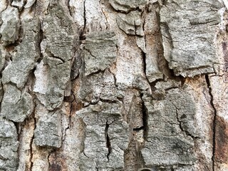bark of a tree